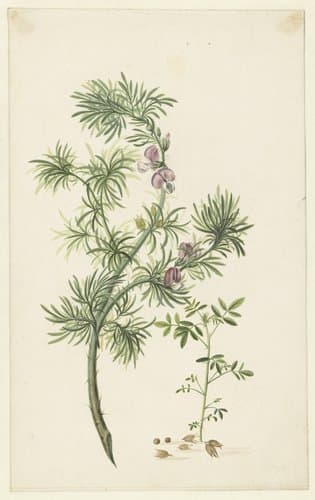 Brem (Genista) by Herman Henstenburgh
