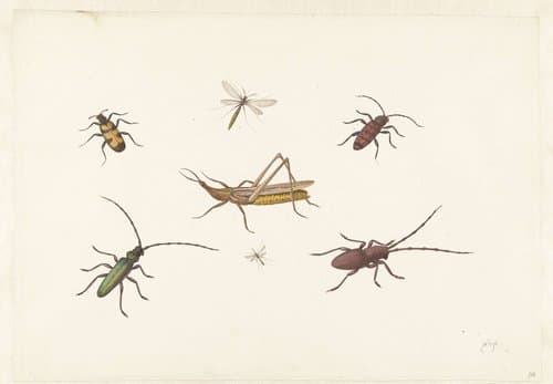 Blad met zeven verschillende insecten by Pieter Withoos