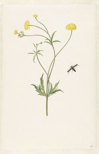Dubbele gele ranonkel en insekt by Pieter Withoos