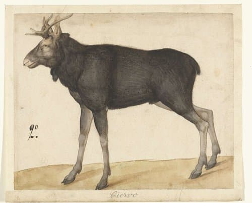Eland by anonymous