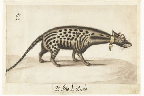 Civetkat by anonymous