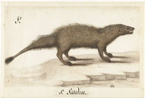 Egyptische ichneumon by anonymous