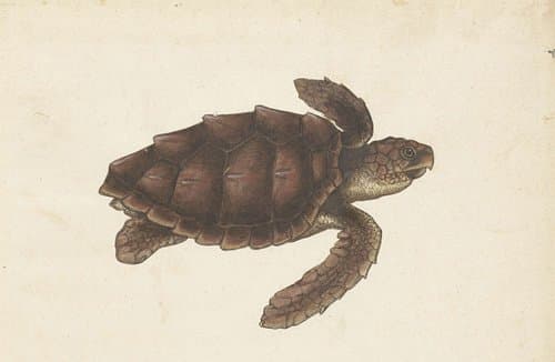 Zeeschildpad by anonymous