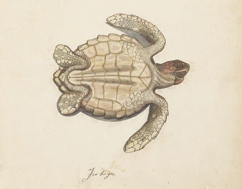 Zeeschildpad by anonymous