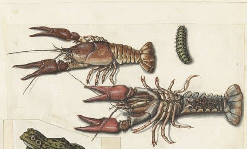 Twee langoustines en een rups by anonymous