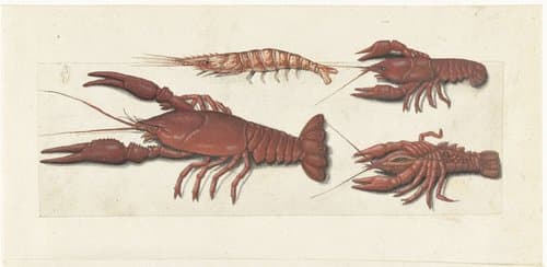 Langoustine, twee rivierkreeftjes en garnaal by anonymous
