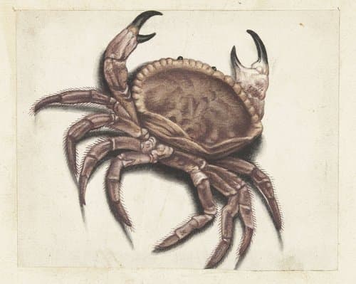 Zeekrab by anonymous