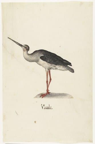 Zwarte Ruiter by anonymous