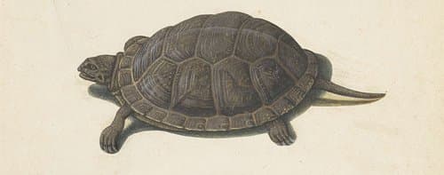 Moerasschildpad by anonymous