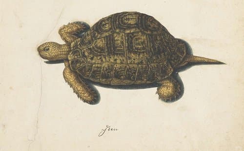 Moerasschildpad by anonymous