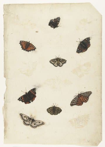 Acht vlinders by anonymous