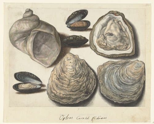 Oesters, Mosselen en Maanhoorn by anonymous