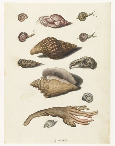 Schelpdieren, zeewier, slakken en konijnenschedel by anonymous