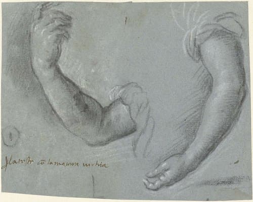 Twee armen van een vrouw by Paris Bordone