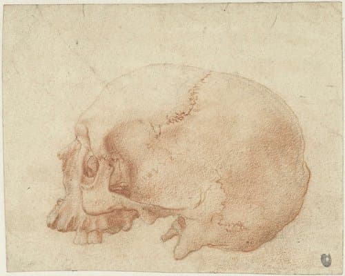 Studie van een schedel by Alessandro Allori