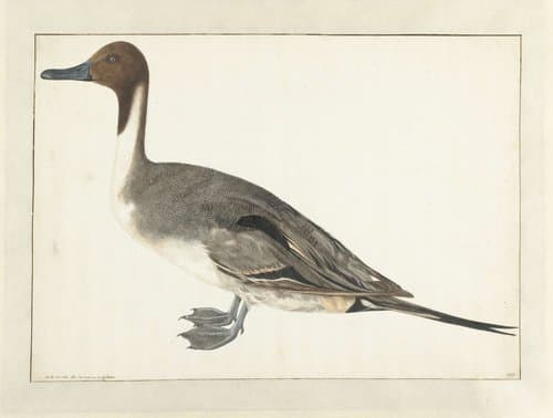 Woerd van een pijlstaarteend by Rochus van Veen