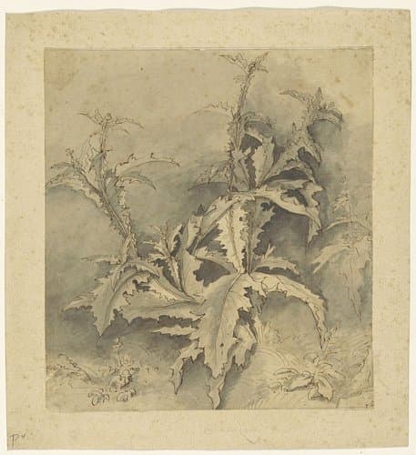 Studie van een distel-plant en kleiner gewas by G. Hamilton