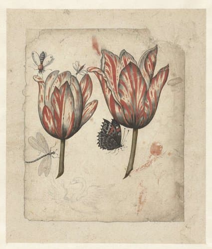 Blad met twee tulpen en enkele insecten by anonymous