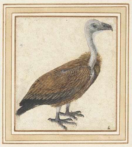 Jonge vale gier (Gyps fulvus) by anonymous