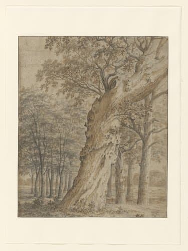 Oude eik in een bos by Joris van der Haagen