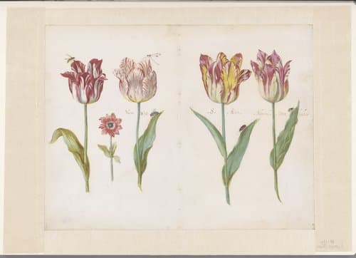 Vier tulpen met insecten en een kleinere bloem