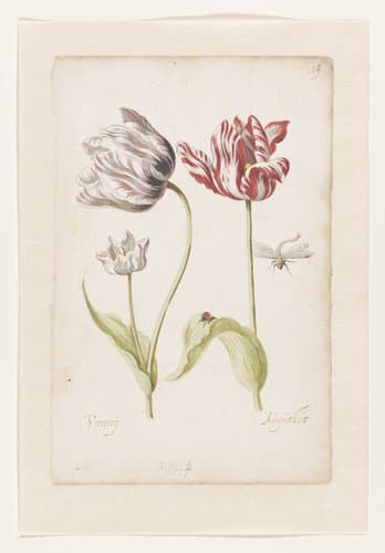 Twee tulpen met insecten by Jacob Marrel