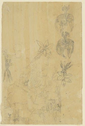 Bloemstudies en badende vrouwen by Rodolphe Bresdin
