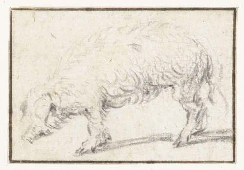Staand zwijn by Paulus Potter