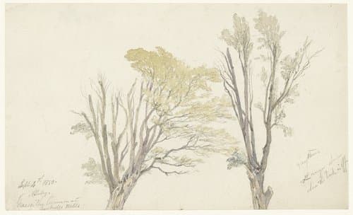 Twee boomstudies