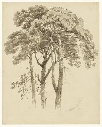 Studie van drie dennen by Aaron Edwin Penley