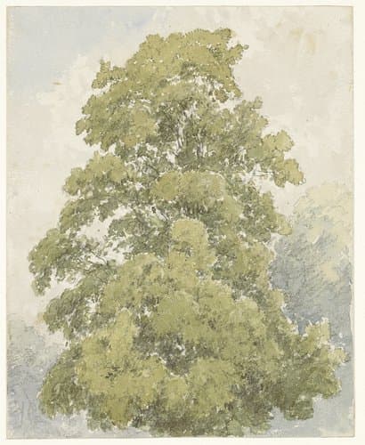 Studie van een iep by Aaron Edwin Penley