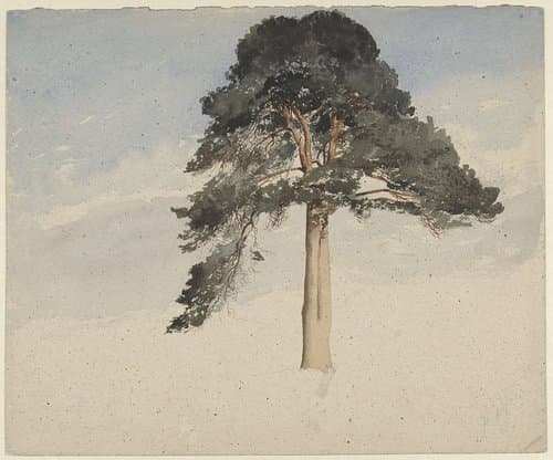 Schotse dennenboom
