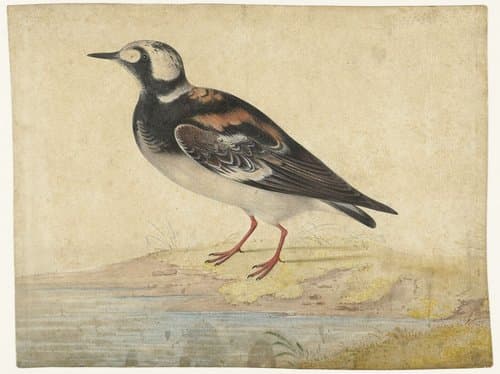 Steenloper by anonymous