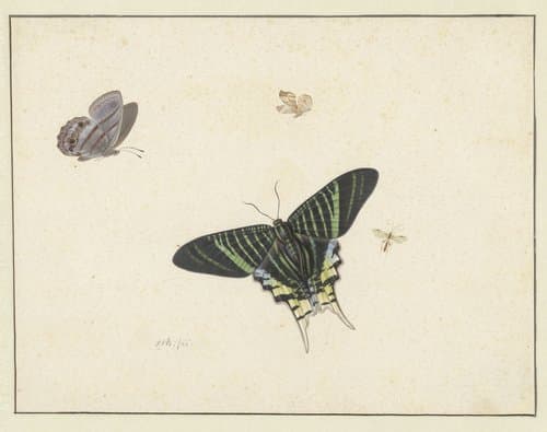 Drie vlinders en een wesp of vlieg by Herman Henstenburgh