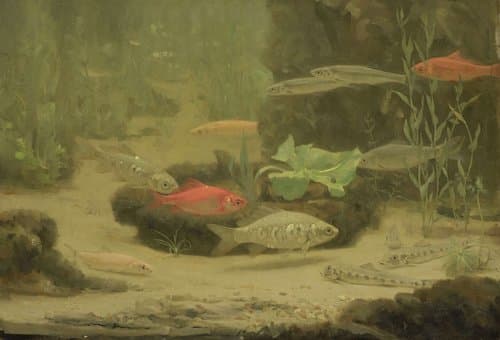 Gold- and Silverfish in an Aquarium