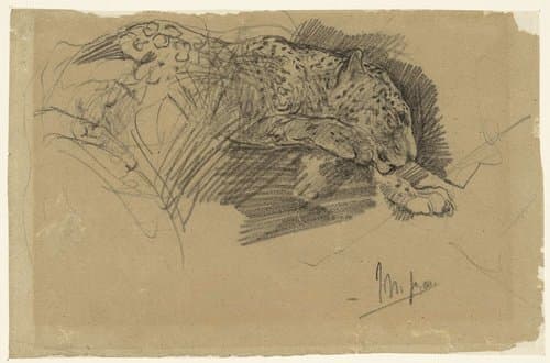 Studies van een luipaard by John Macallan Swan