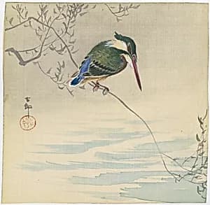 Kingfisher