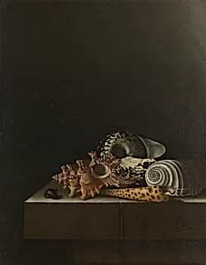 Shells on a Stone Plinth by Adriaen Coorte