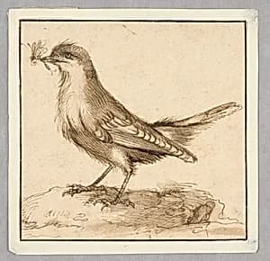 A Fly-Catcher by Unknown