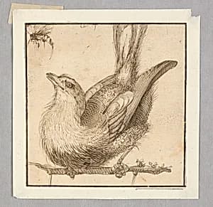 A Fly-Catcher by Unknown