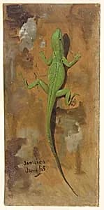 A Lizard, Jamaica by Frederic Edwin Church, American, 1826–1900
