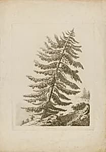 A Pine Tree