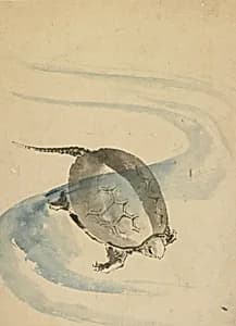 A Tortoise by Katsushika Hokusai 葛飾北斎 (1760-1849)