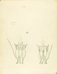 Acacias by Solon H. Borglum