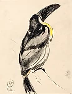 Aerial Toucan
