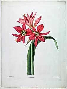 Amaryllis aulica by De Gouy, French, active 18th century