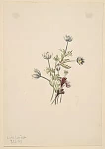 Anemone (Anemone drummondii) by Mary Vaux Walcott