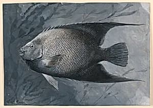 Angel Fish by James Carter Beard, American, 1837–1913