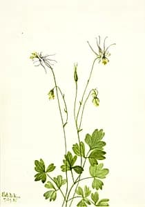 Aquilegia ecalcarata by Mary Vaux Walcott