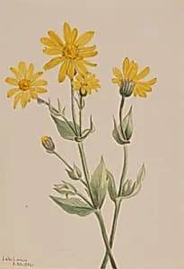 Arnica (Arnica latifolia) by Mary Vaux Walcott